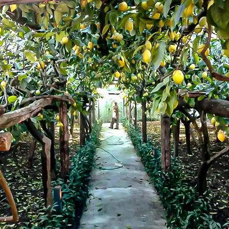 Villa Limoneto di Anna Maiori Esterno foto