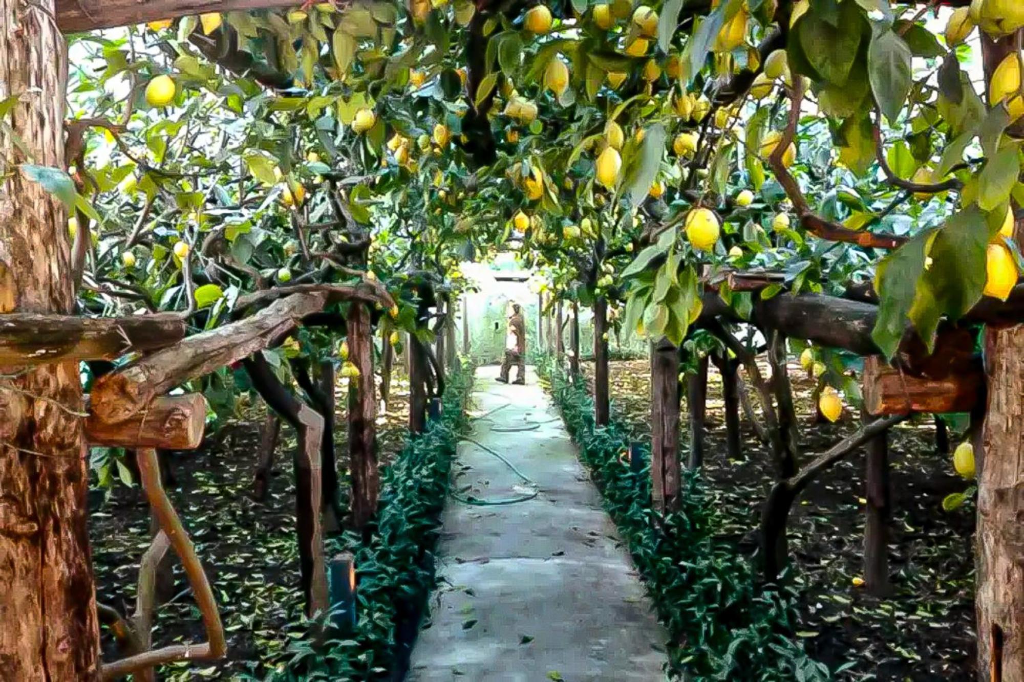 Villa Limoneto di Anna Maiori Esterno foto